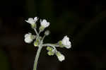 Wild comfrey